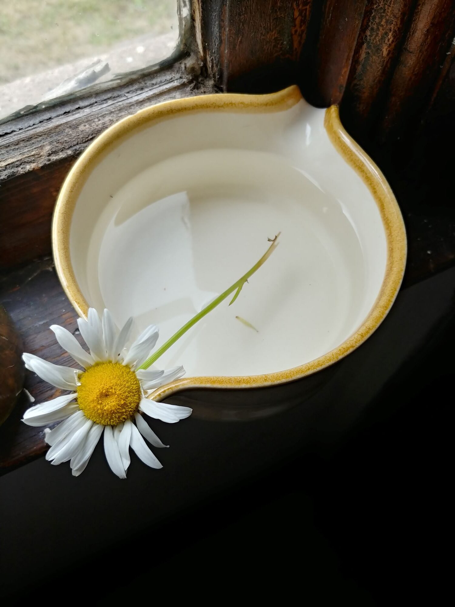 homestead-flower-in-water