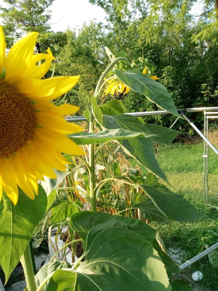 homestead-sunflower2